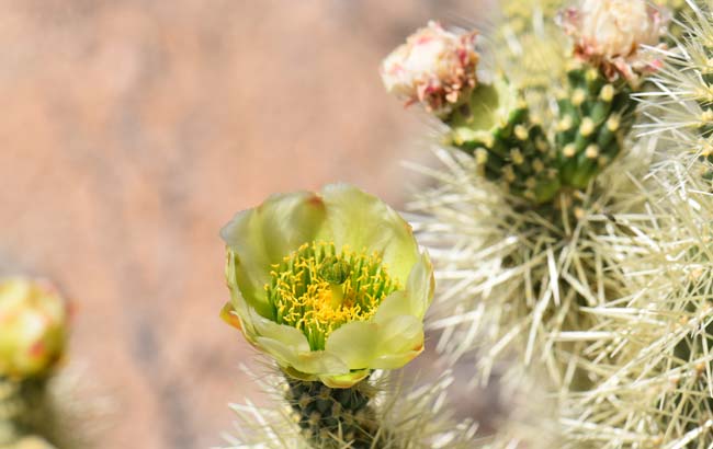 Teddy Bear Cholla has showy 1.5 inch flowers that range in color from pale yellow, greenish yellow and pale green, often red-tinged. Cylindropuntia bigelovii